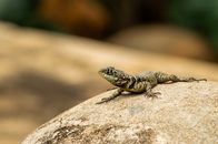 Detailed image of a lizard basking on a rock in Minas Gerais, Brazil.