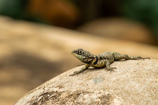 Detailed image of a lizard basking on a rock in Minas Gerais, Brazil.