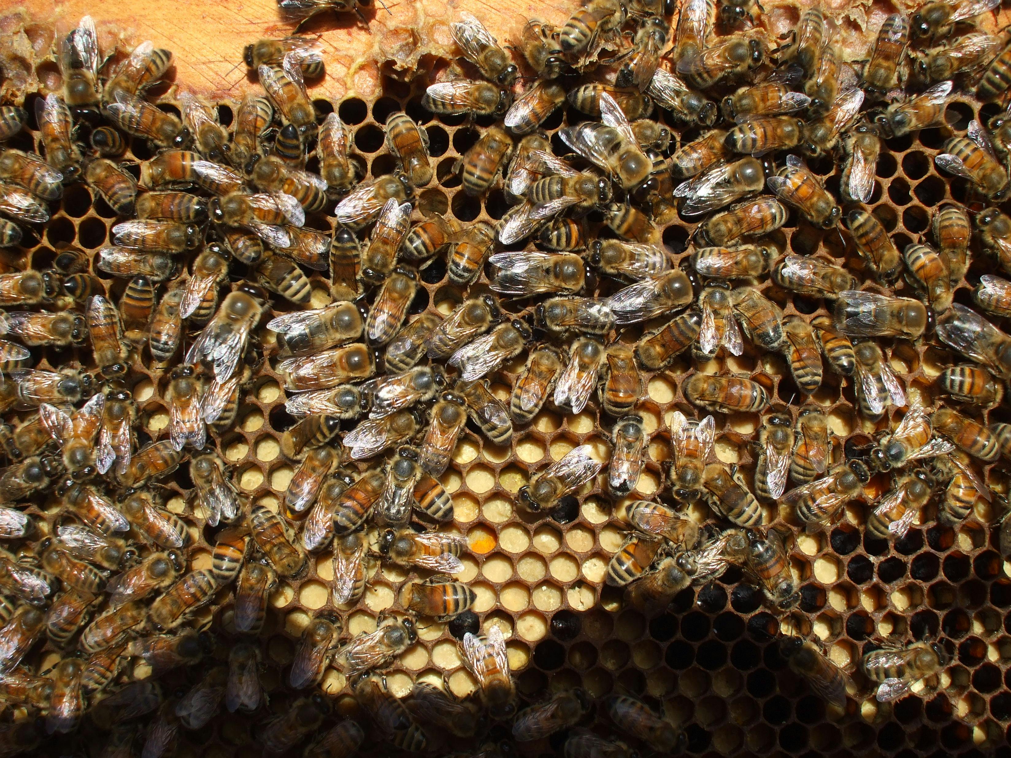 Bees and Sustainability