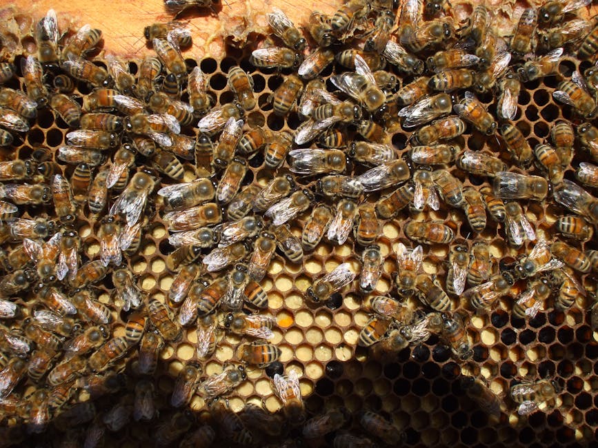 Bees and Sustainability