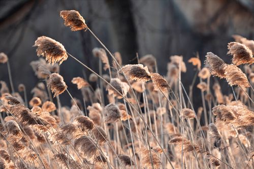 Free Sunlit winter reeds sway in Cove Island Park, Stamford, Connecticut. Stock Photo