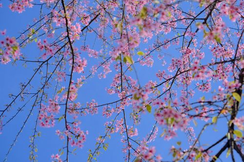 Free Bright pink cherry blossoms on branches set against a vibrant blue sky, signaling the arrival of spring. Stock Photo