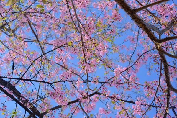 Vibrant Pink Cherry Blossoms Against Clear Blue Sky · Free Stock Photo