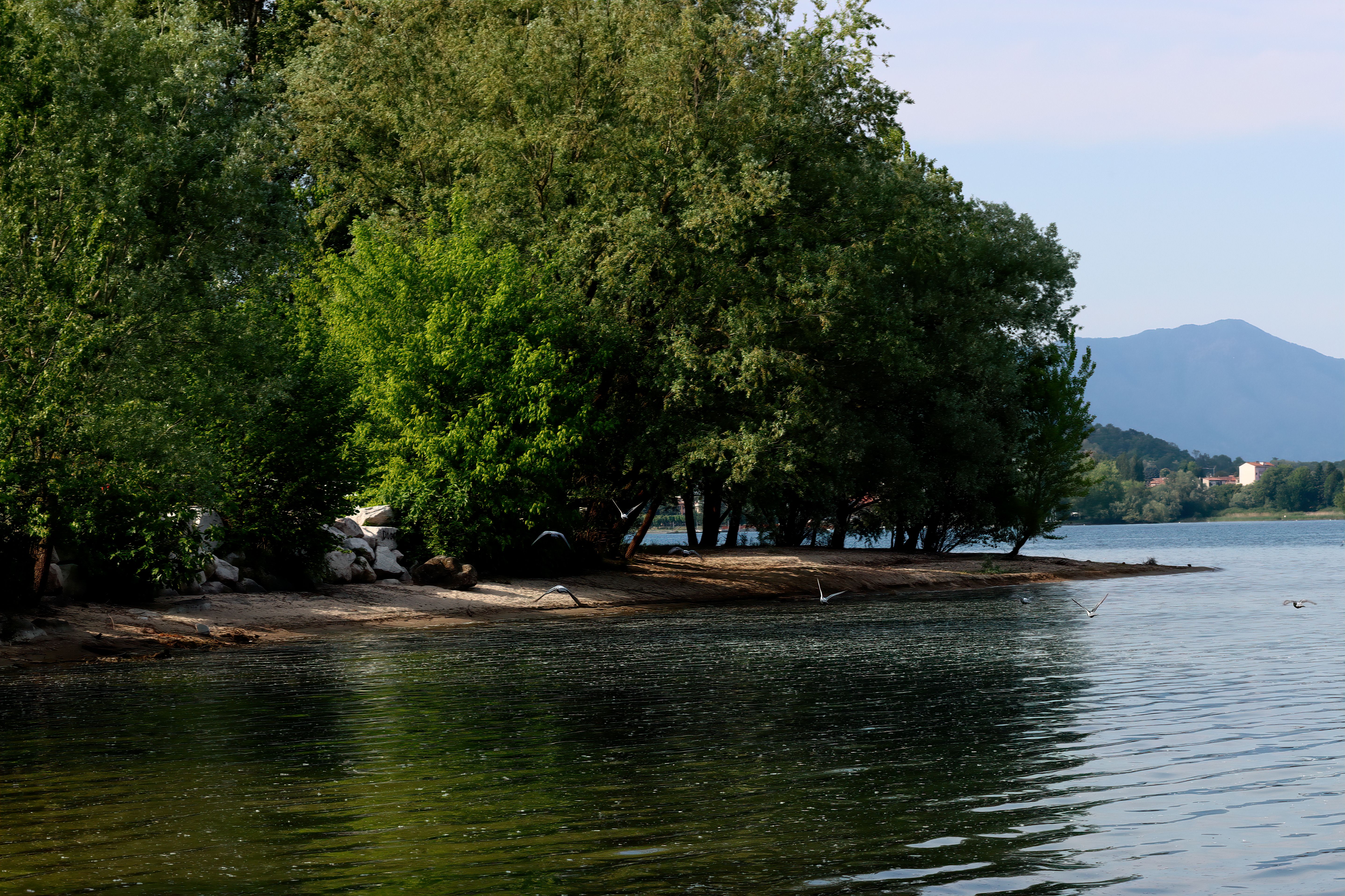 Serene Lakeside with Lush Trees and Mountains · Free Stock Photo