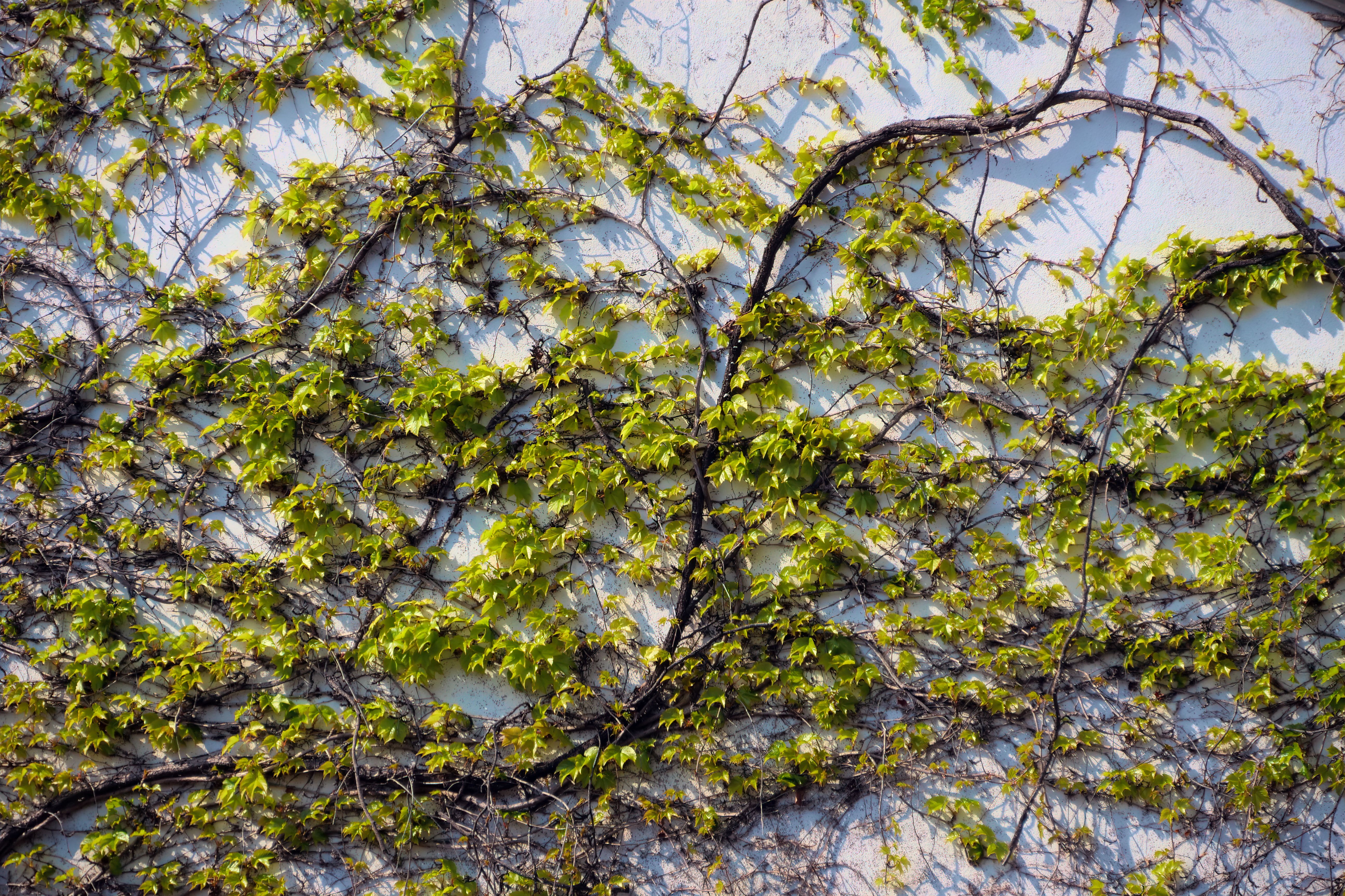 Poison Ivy: Your Guide to Identifying and Avoiding This Pesky Plant