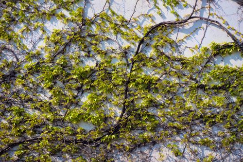 Free Lush green ivy creeps across a white wall, creating a natural, textured pattern. Stock Photo