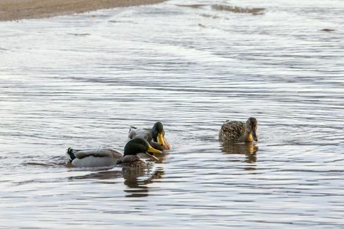 Free A serene scene of four ducks swimming on calm water, showcasing nature's beauty. Stock Photo
