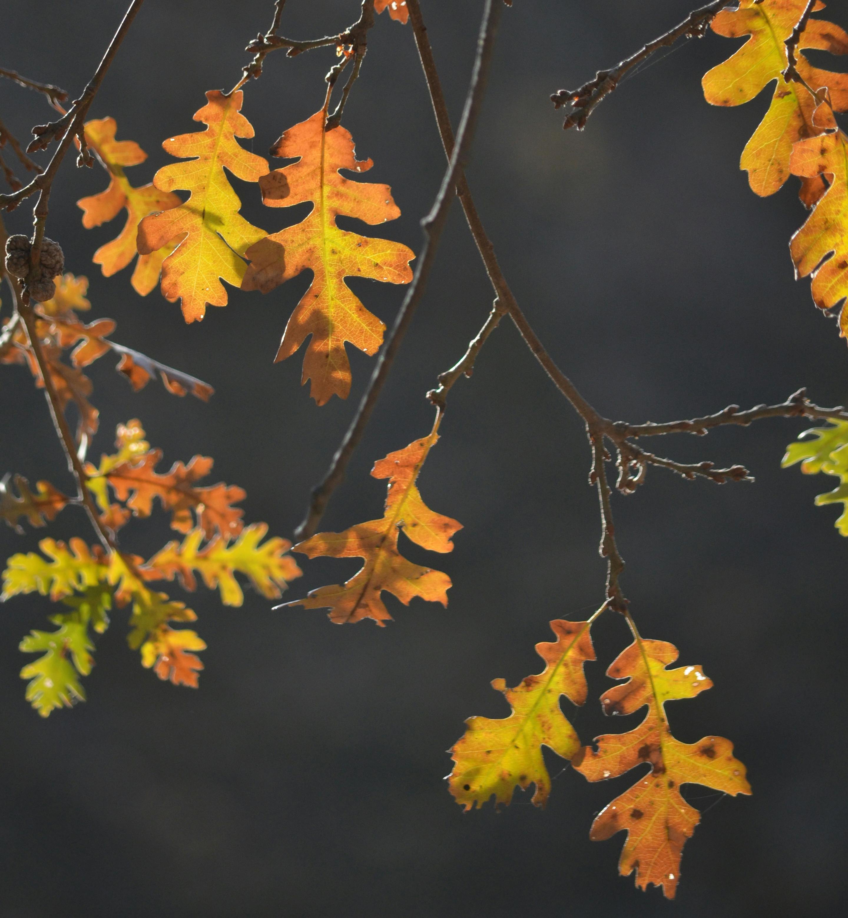 Free stock photo of autumn, autumn colours, autumn leaf