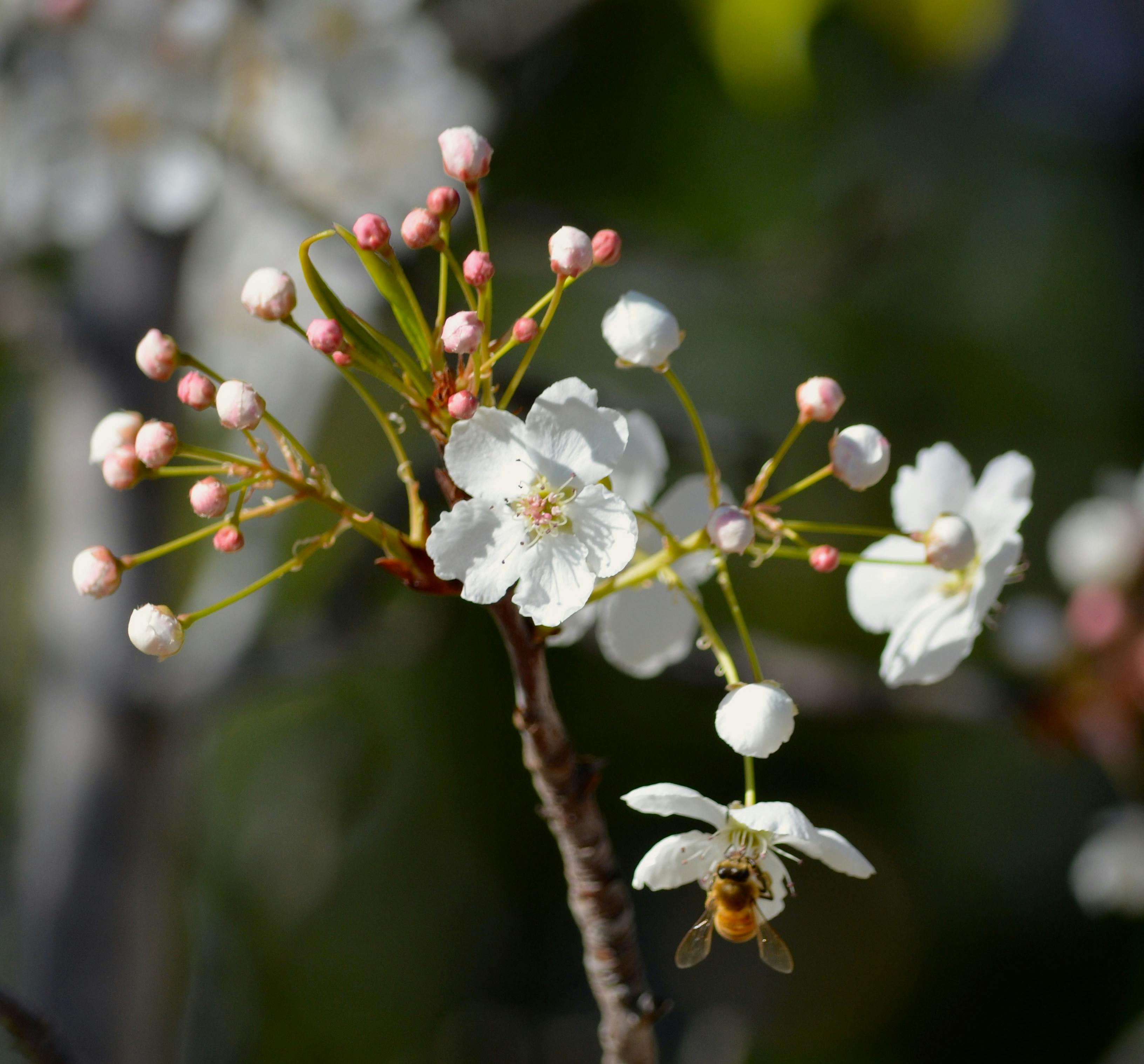 Free stock photo of apple blossom, apple tree, bees