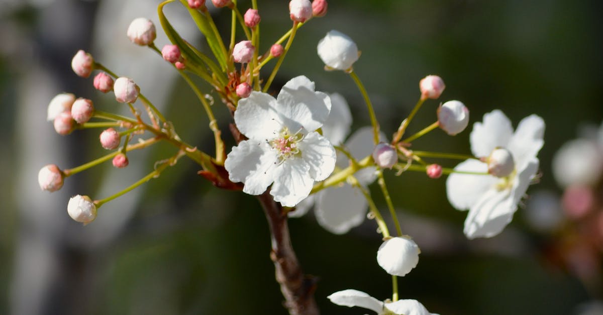 Free stock photo of apple blossom, apple tree, bees
