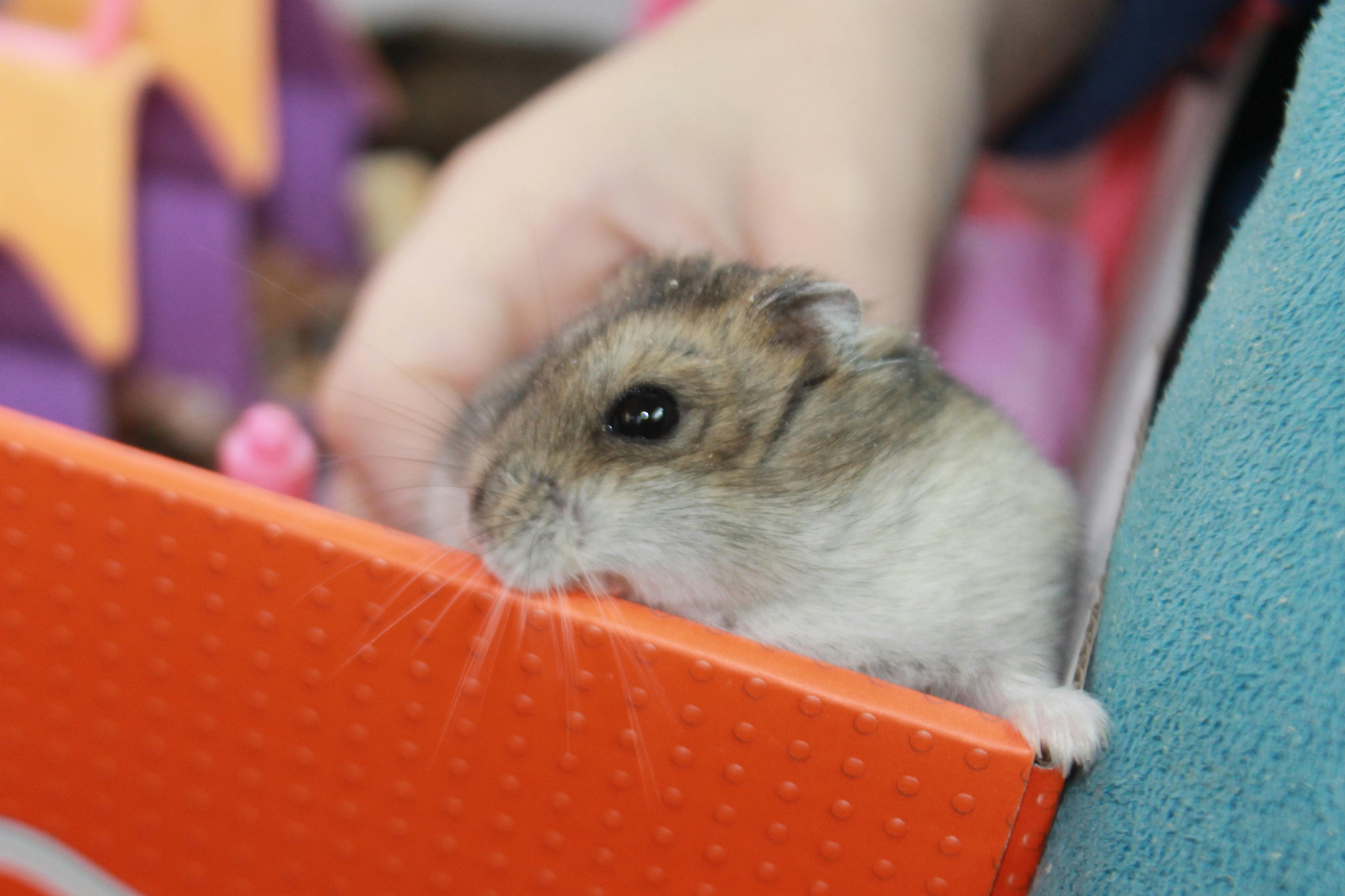 Free stock photo of hamster, pet, pet portrait