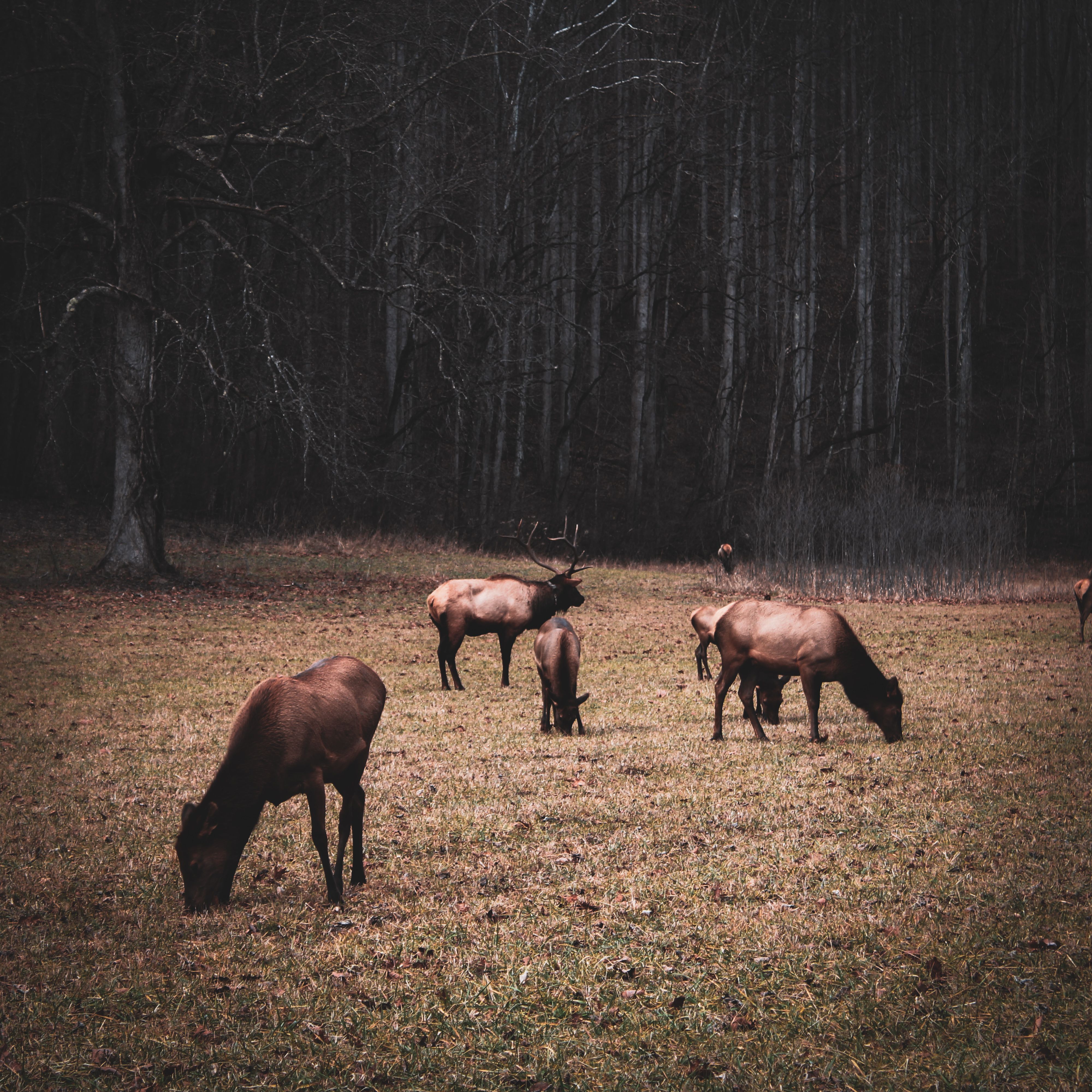 Wild Elk Grazing in a Forest Clearing · Free Stock Photo