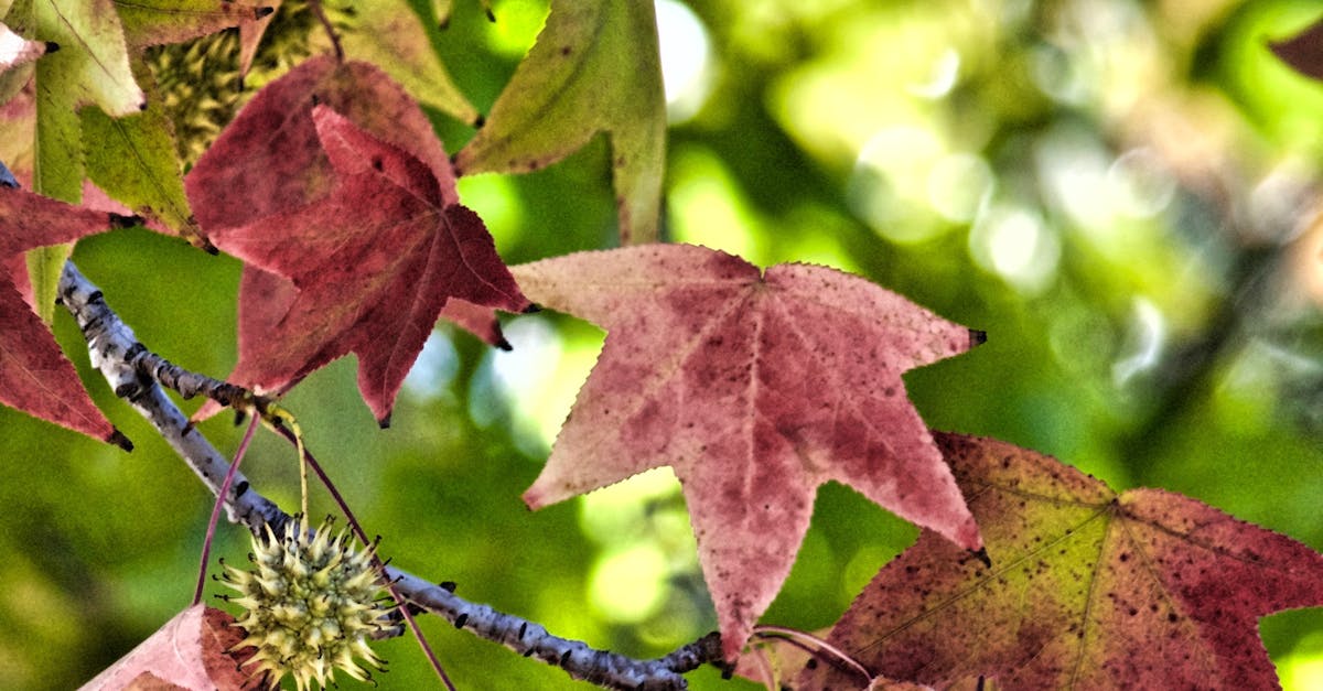 Free stock photo of autumn, autumn colours, diana westberg