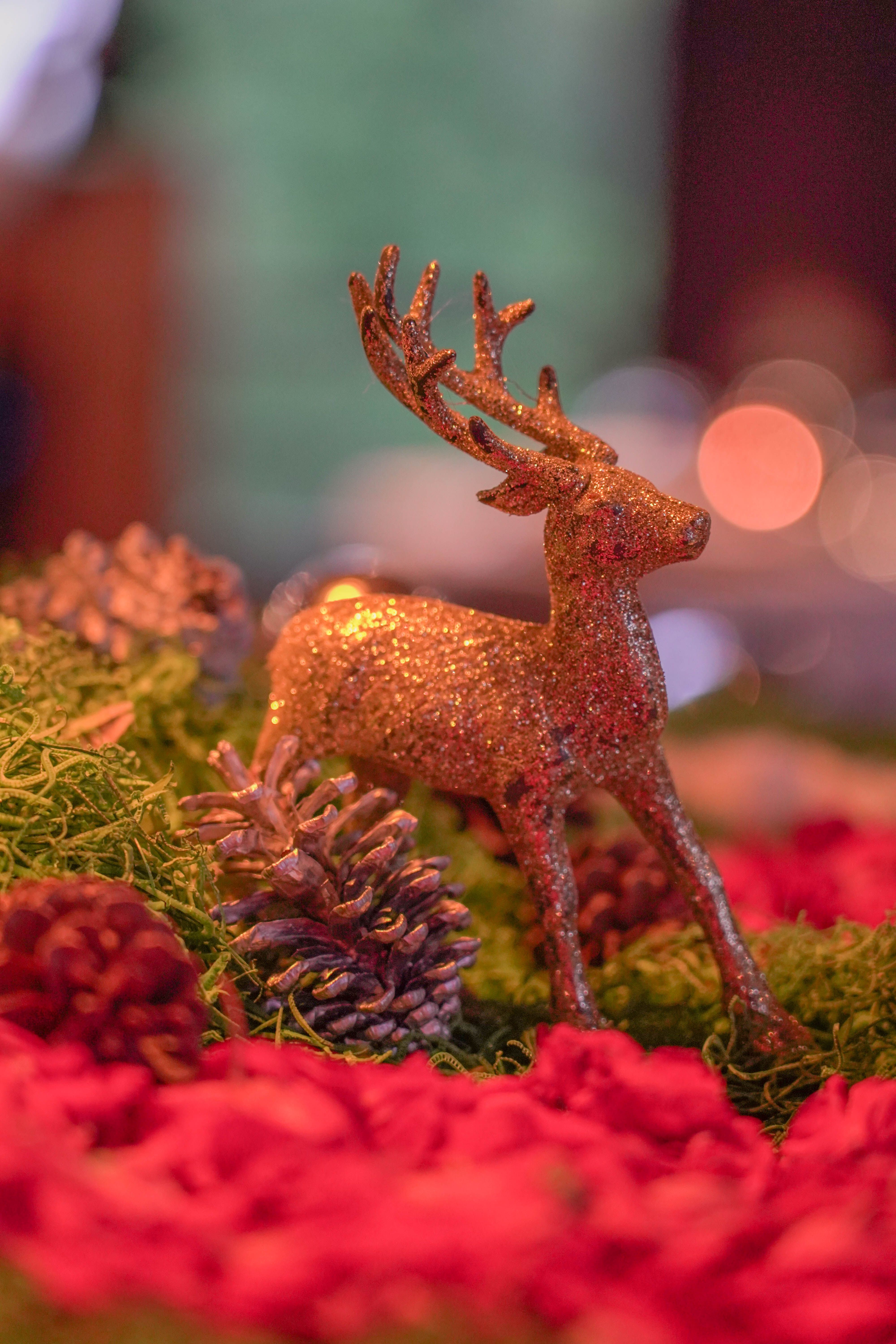 Christmas Reindeer Photos, Download The BEST Free Christmas Reindeer ...