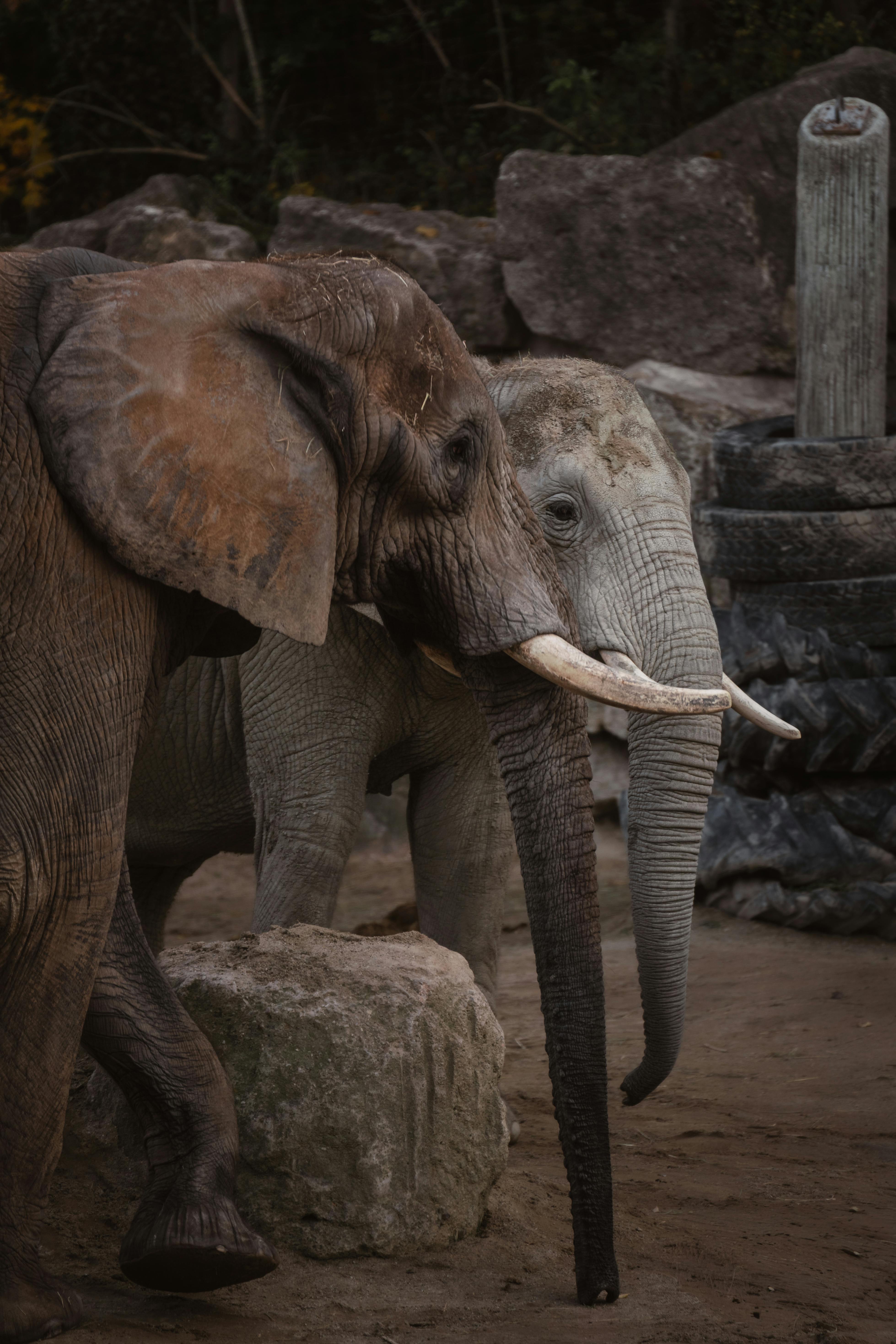 ฟรี ช้างแอฟริกันสองตัวในสภาพแวดล้อมทางธรรมชาติ แสดงให้เห็นถึงความงดงามสง่าของพวกมัน คลังภาพถ่าย