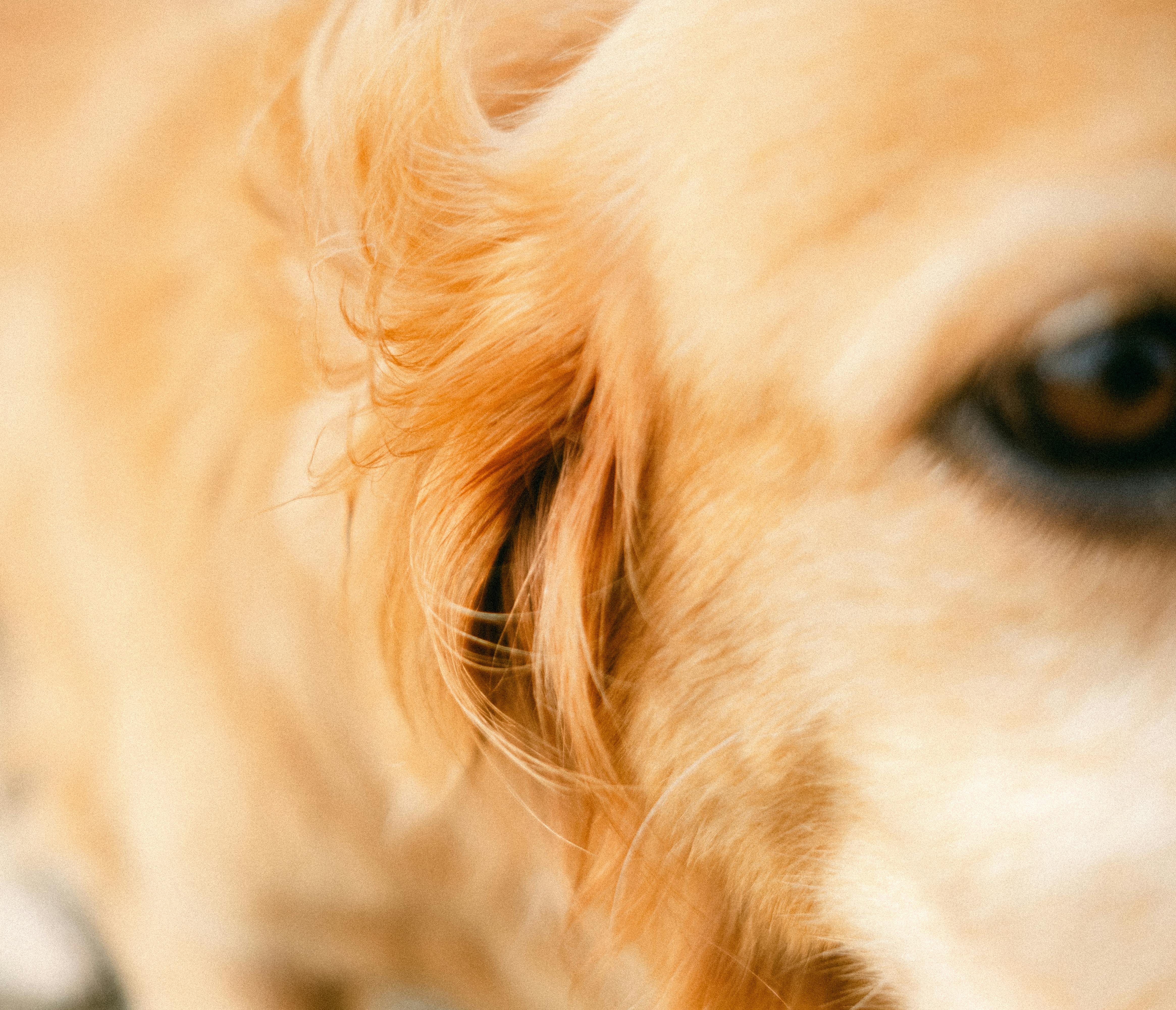 pet insurance veterinary expenses — Photo by Agung Pandit Wiguna on Pexels