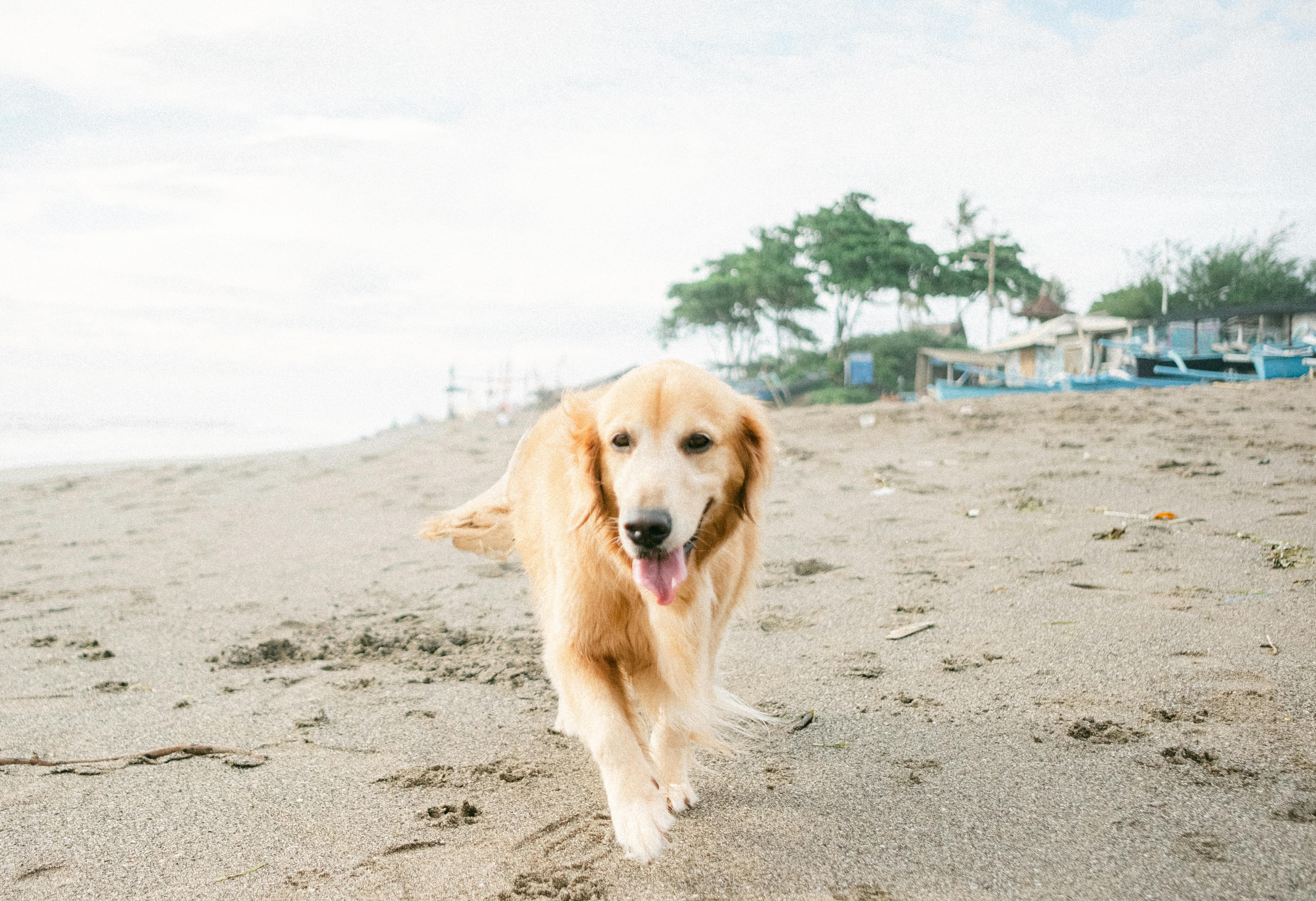 Golden Retriever dog enjoying a walk on a sandy beach under a bright sky. - Photo by Agung Pandit Wiguna on Pexels