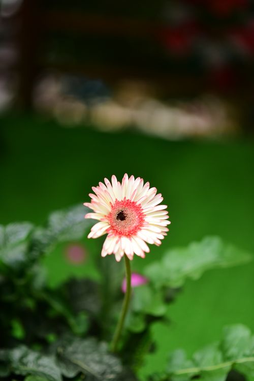 Free Vibrant pink gerbera daisy in focus against a lush green background, showcasing nature's beauty. Stock Photo