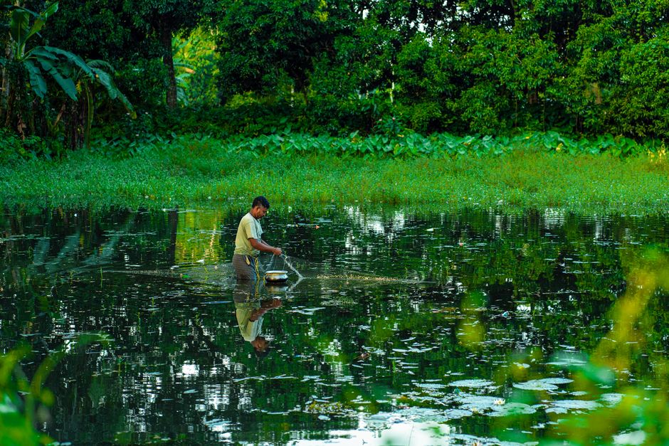 A fisher catches fish using a net in a lush West Bengal pond. A fisher catches fish using a net in a lush West Bengal pond.