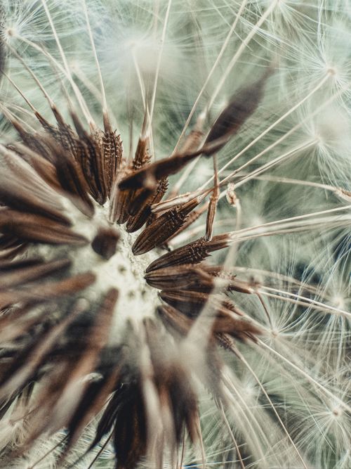 Free Detailed macro shot of a dandelion with seeds ready to disperse. Stock Photo