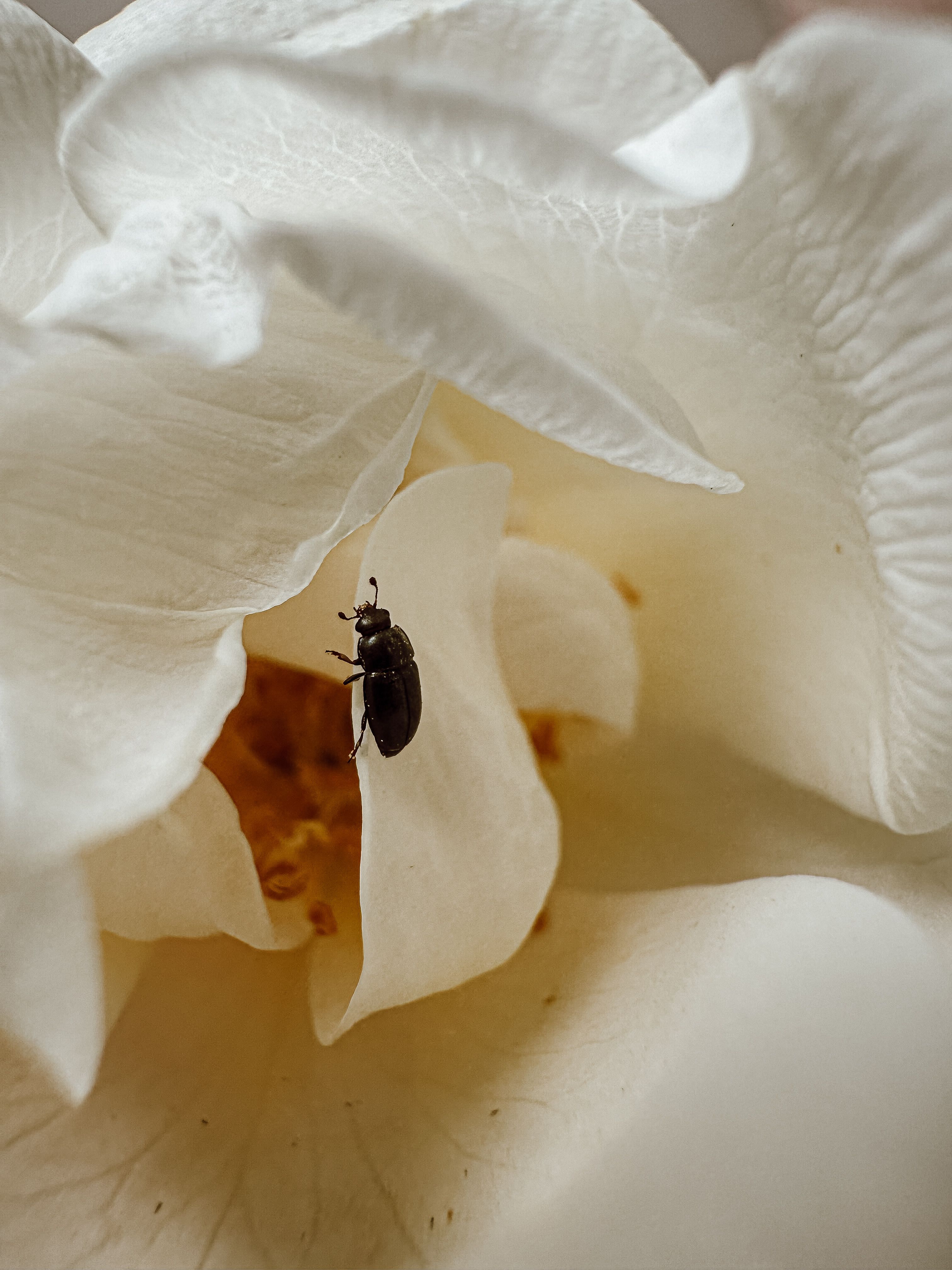 Close-Up Photo of a White Flower · Free Stock Photo