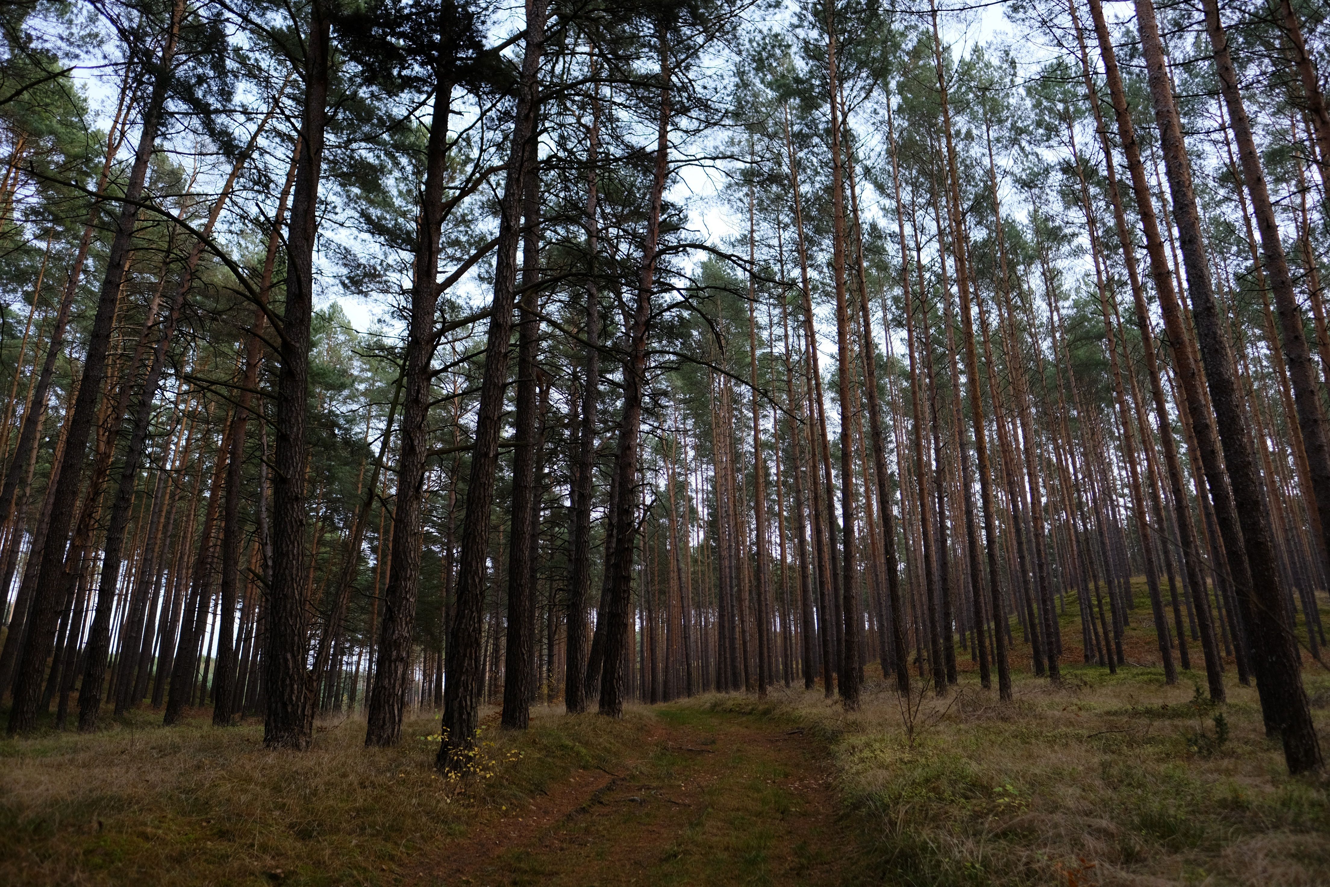 Tranquil pine forest with a winding pathway under daylight, capturing nature's quiet beauty.