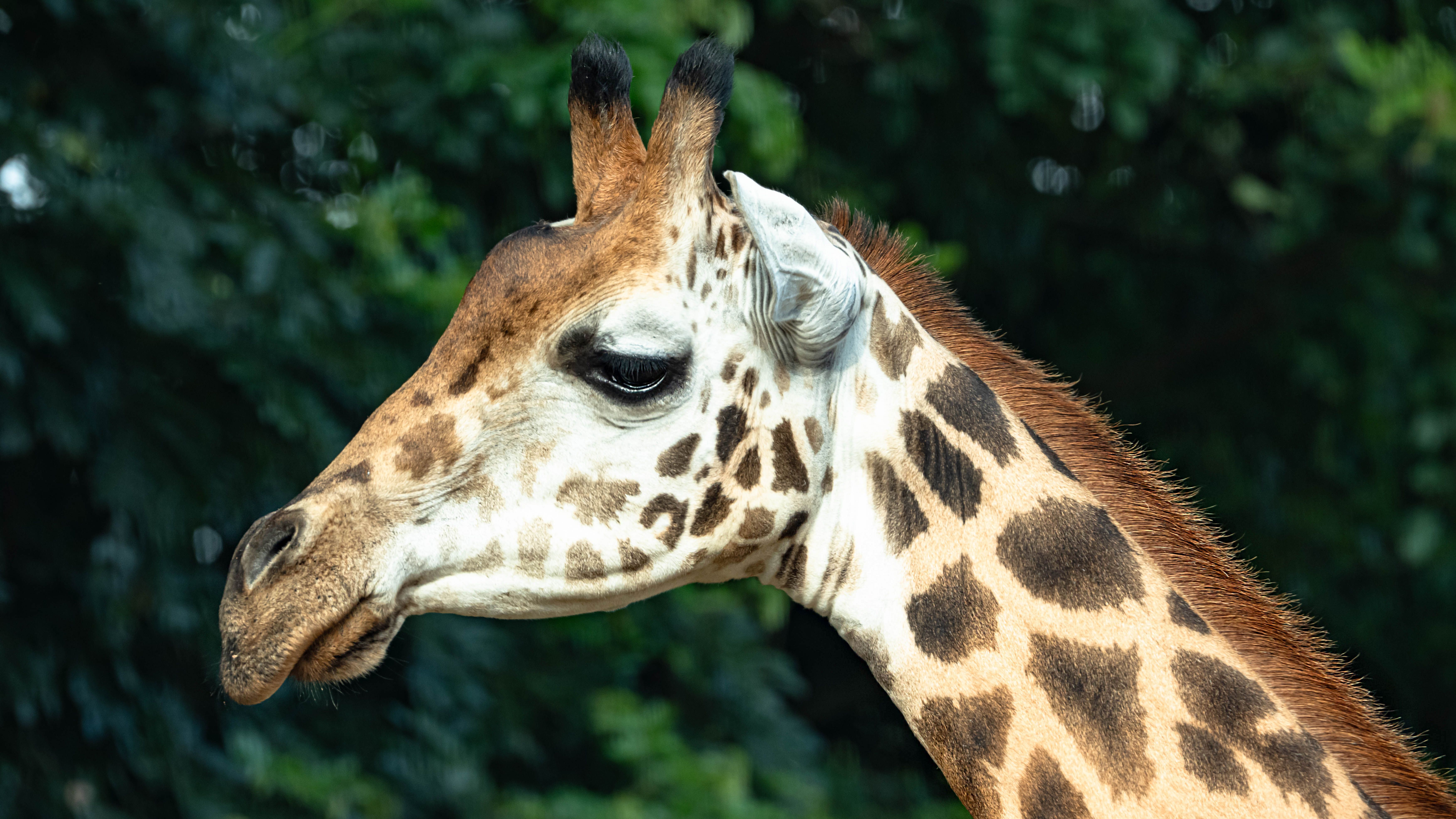 Brush with the Wild - Safari Lights Walkthrough