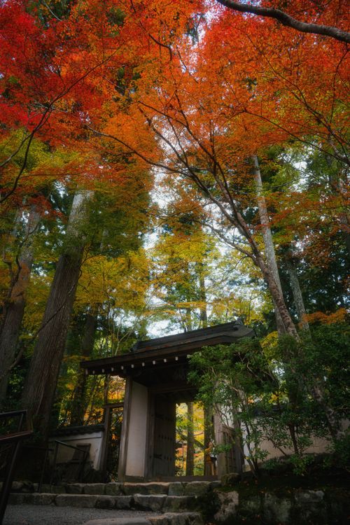 Free Capture of a tranquil Japanese garden with vibrant autumn leaves. Stock Photo