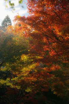 Beautiful autumn foliage with red and yellow hues in a serene outdoor setting.