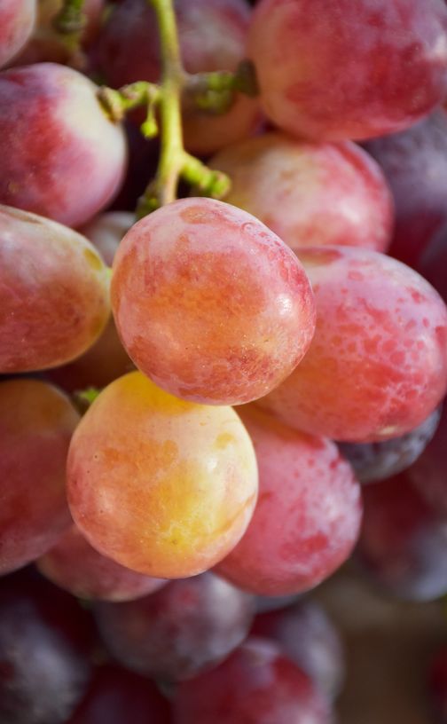 Grape Excellent Picture Grape Photos, Download The BEST Free Grape Stock Photos & HD Images