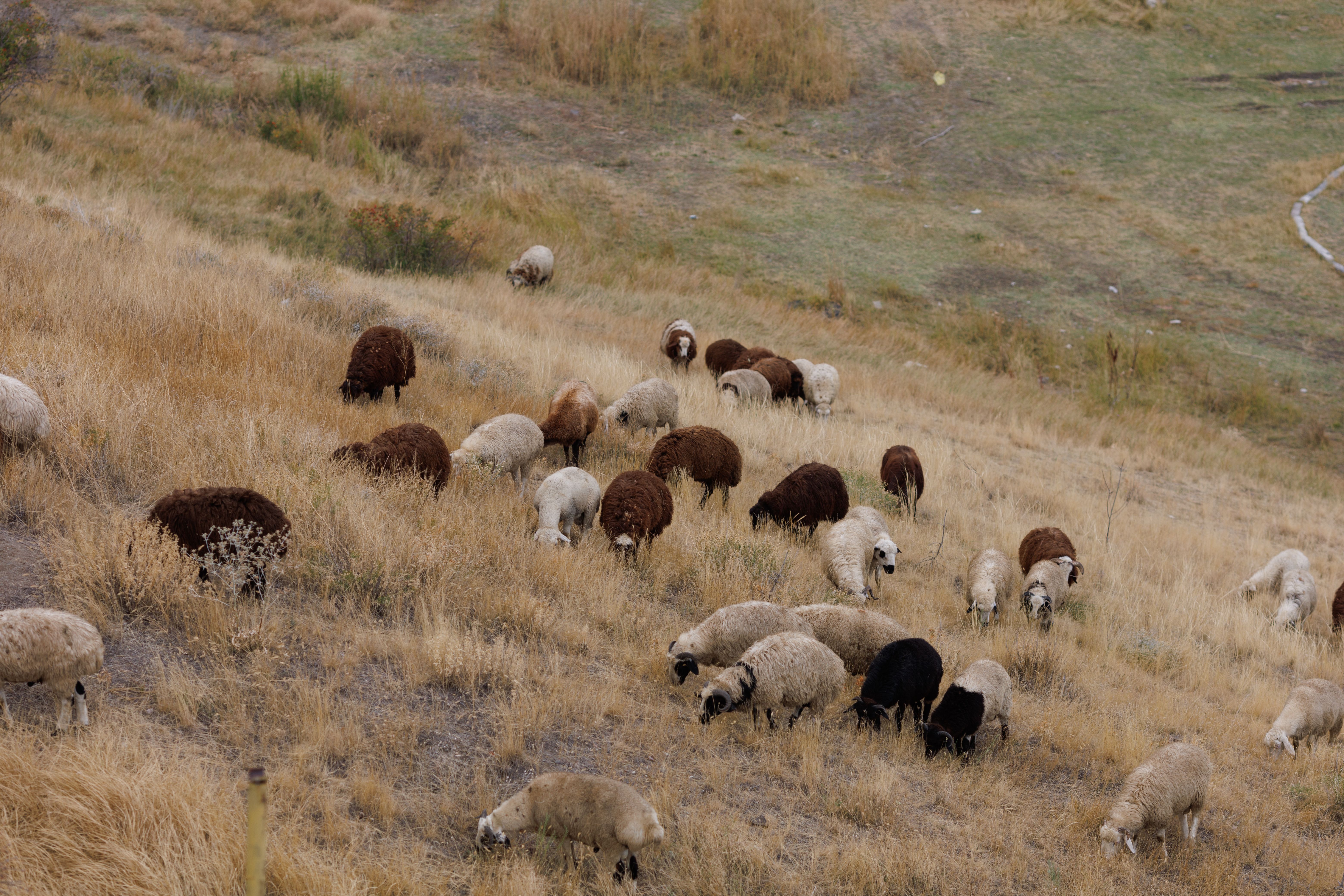 Herd of Sheep Grazing on Rolling Hillside · Free Stock Photo
