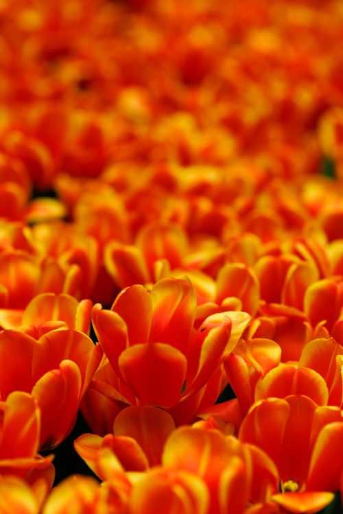 Free A stunning array of vibrant orange tulips in full bloom showcasing nature's beauty. Stock Photo