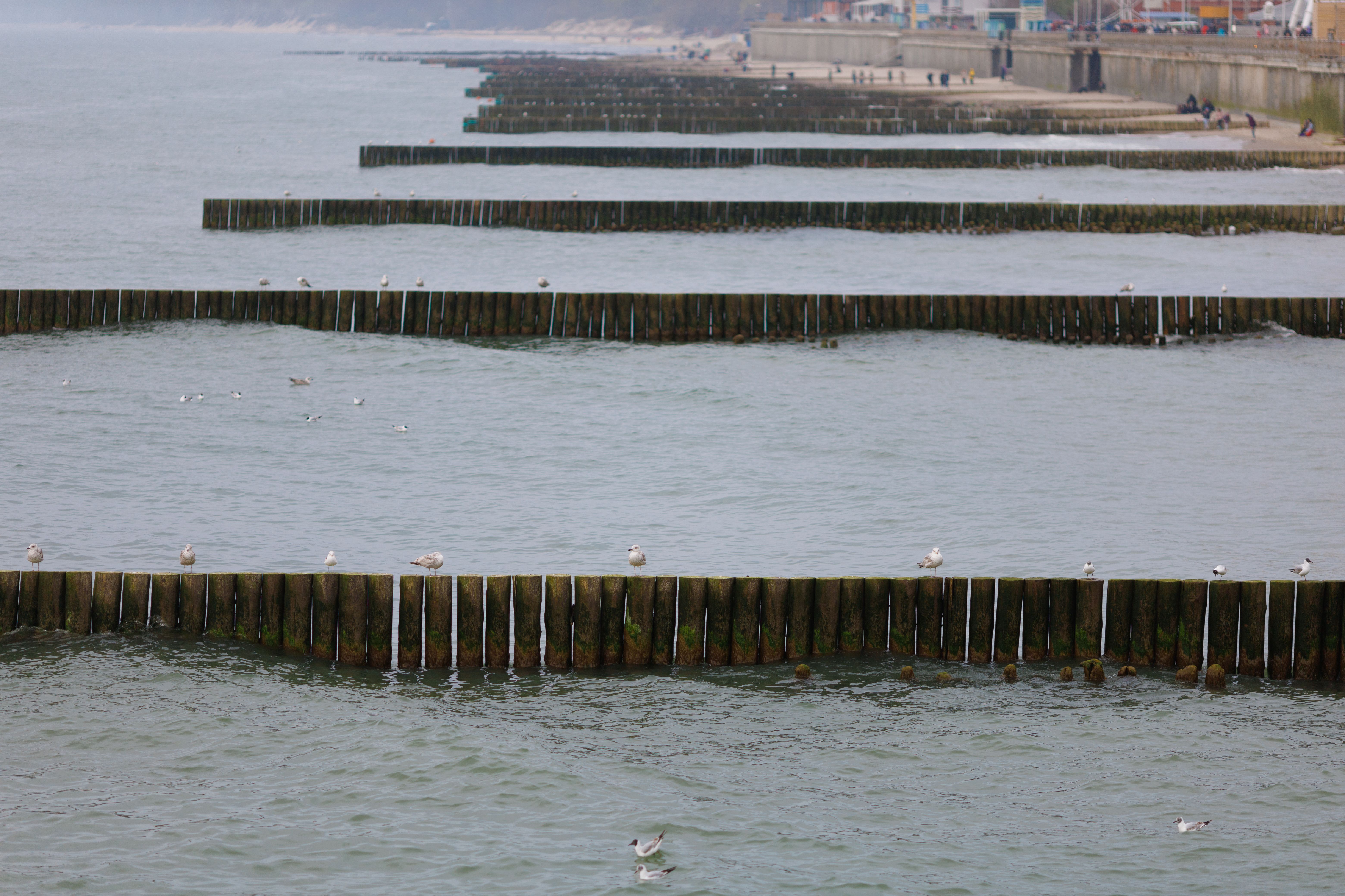 Seagulls perched on coastal breakwaters with a distant shoreline view. A serene and natural ocean scene. — Trójmiasto
