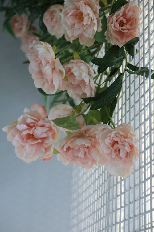 Free Beautiful pastel pink peonies cascading down a white lattice, creating a soft and romantic atmosphere. Stock Photo