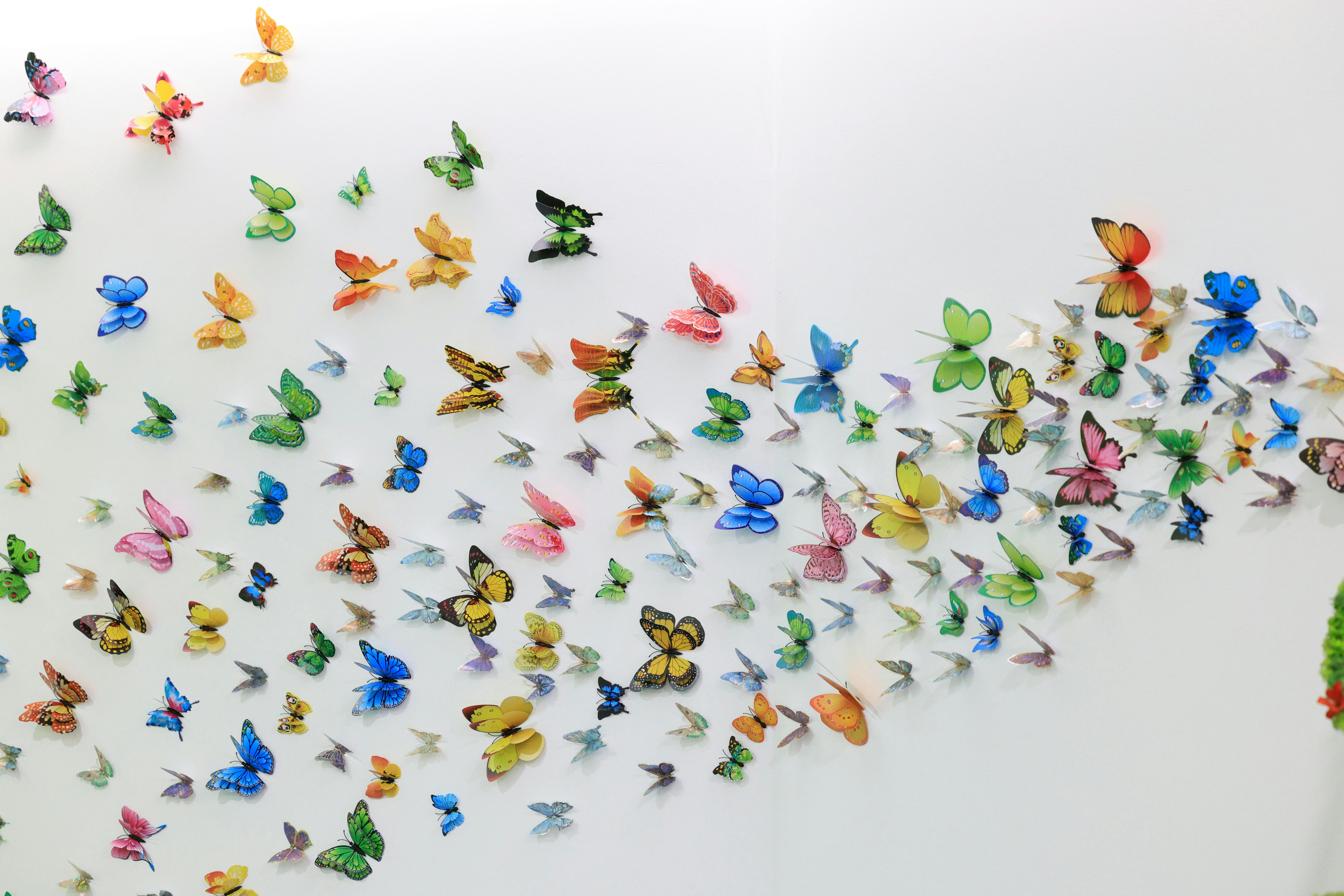 Colorful butterfly wall art installation with a variety of species in vivid shades, creating a lively and artistic display.