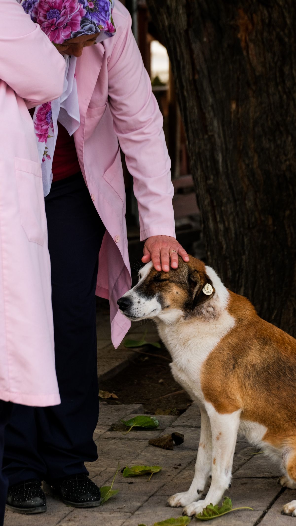 Kayıp Kedi veya Köpek Nasıl Bulunur? 2026 Arama Rehberi - Görsel 2