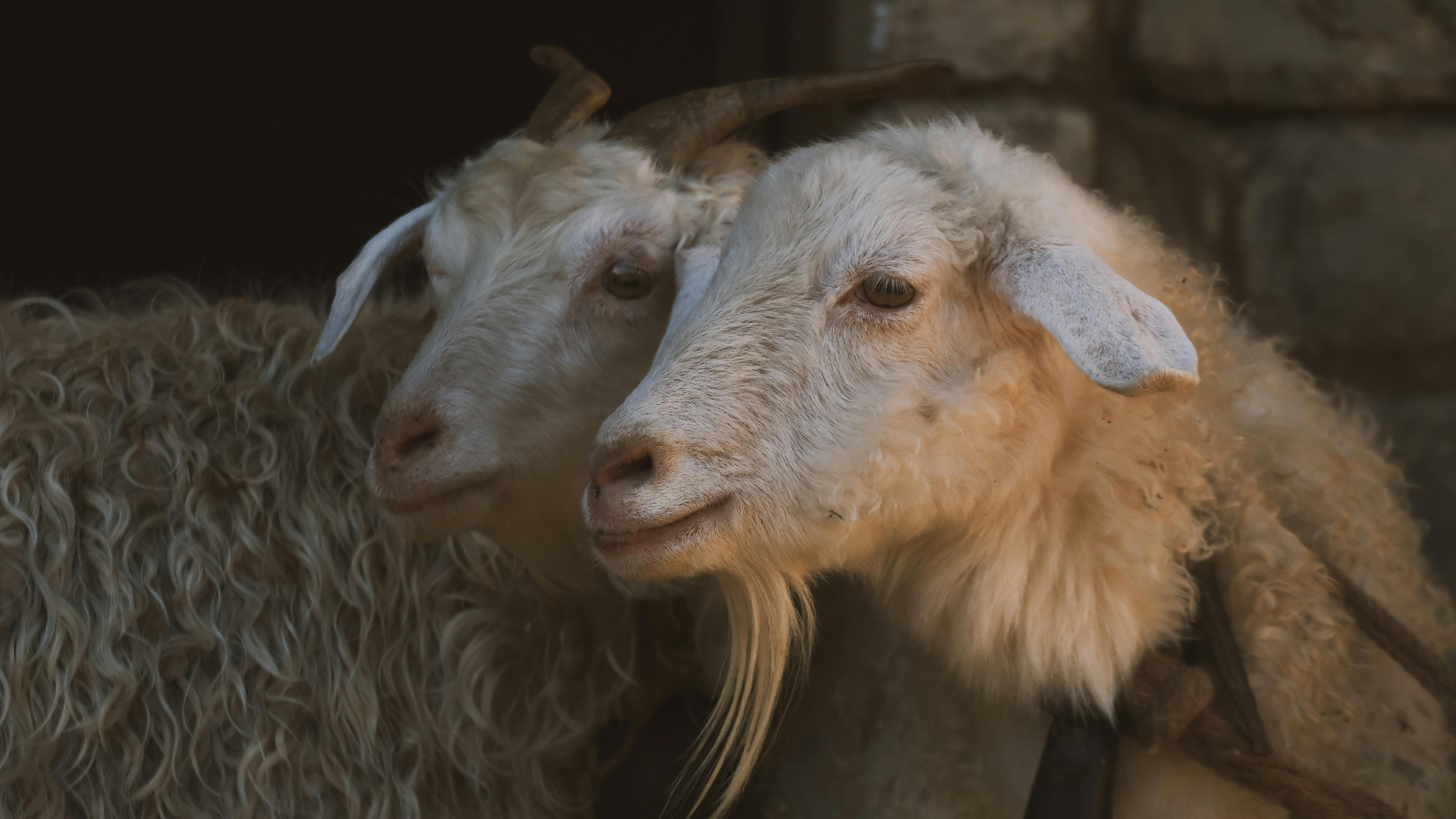 Gratuit Gros plan détaillé de deux chèvres à la laine longue et bouclée et aux cornes, capturé dans un décor rustique et faiblement éclairé. Photos