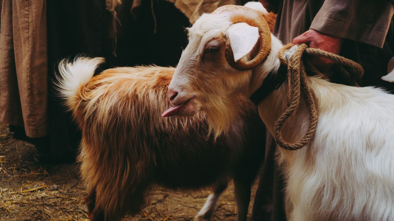 Close-Up of Goat with Horns and Person Holding Rope · Free Stock Photo