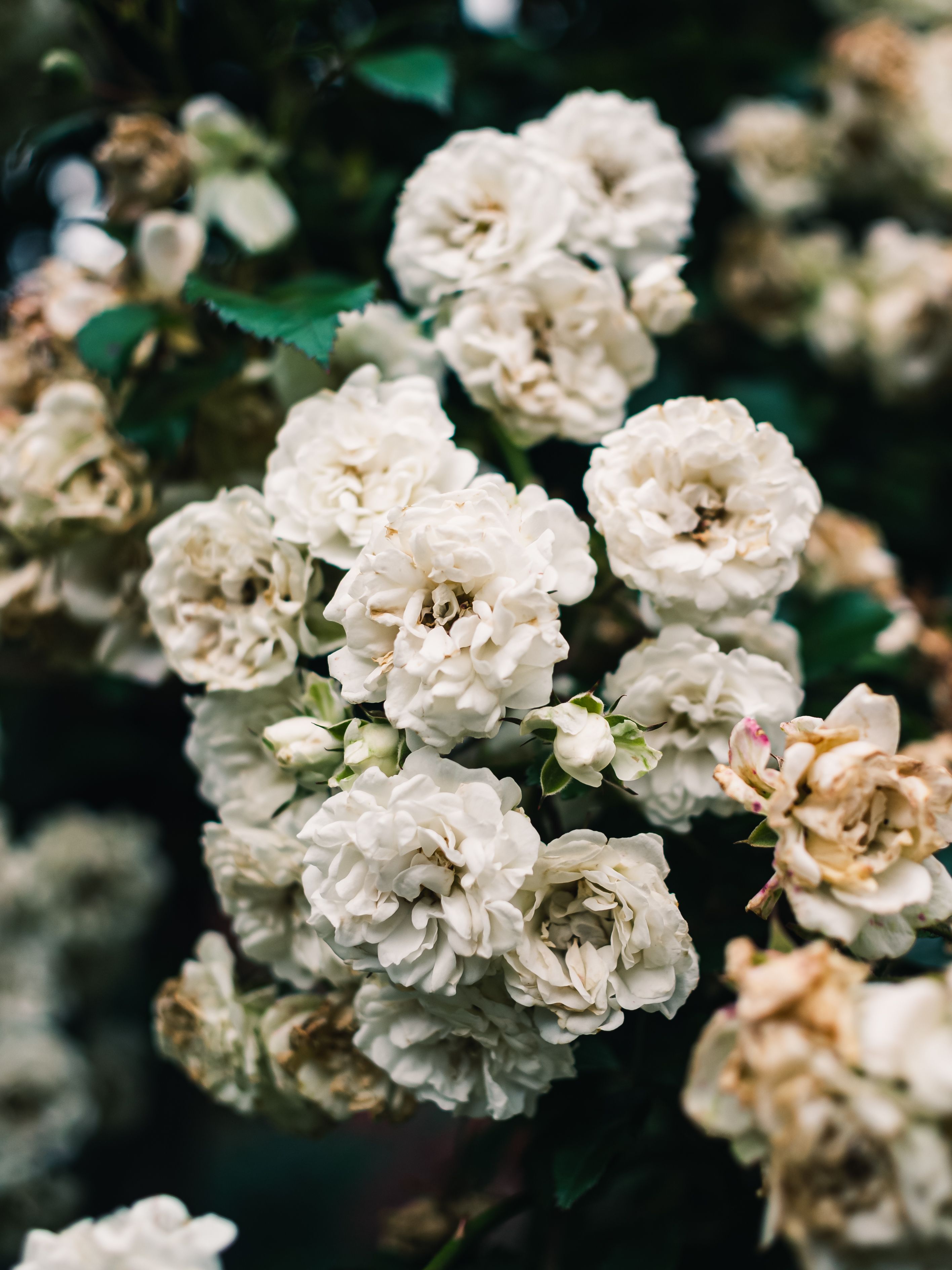 Beautiful White Roses in Full Bloom Close-up · Free Stock Photo