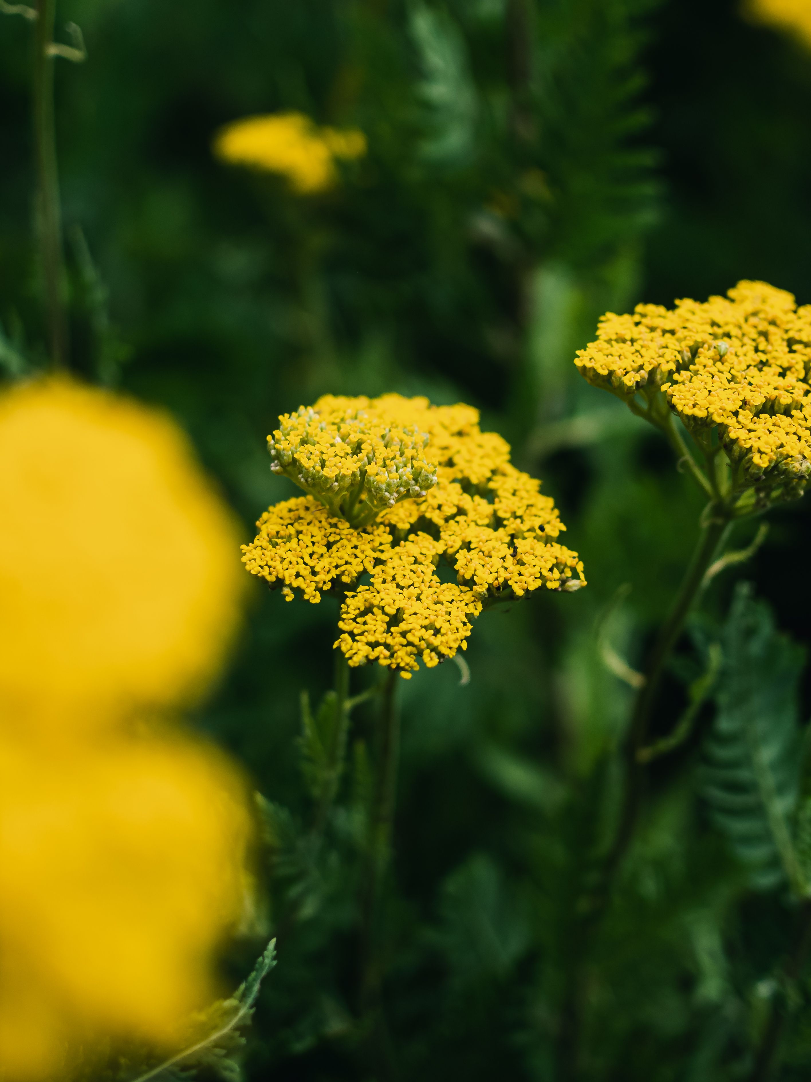 Vibrant Yellow Yarrow Flowers in Bloom · Free Stock Photo