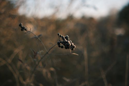 Free Close-up of dried berries on a branch in a rustic fall setting. Stock Photo