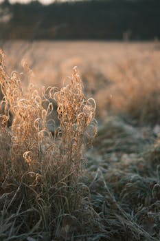 Close-up of frosty grass lit by the soft morning sunrise, creating a serene natural scene.