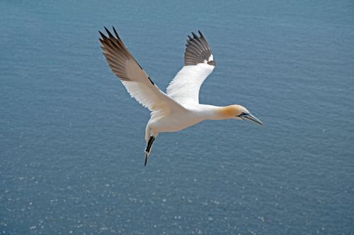 Free Majestic northern gannet in flight over the North Sea near Helgoland, Germany. Stock Photo