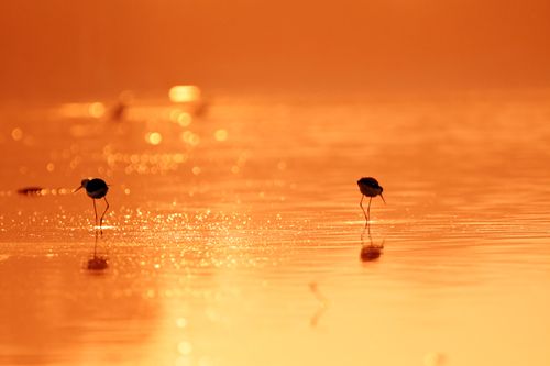 Free Two birds standing in water at sunset with golden reflections and silhouettes. Stock Photo