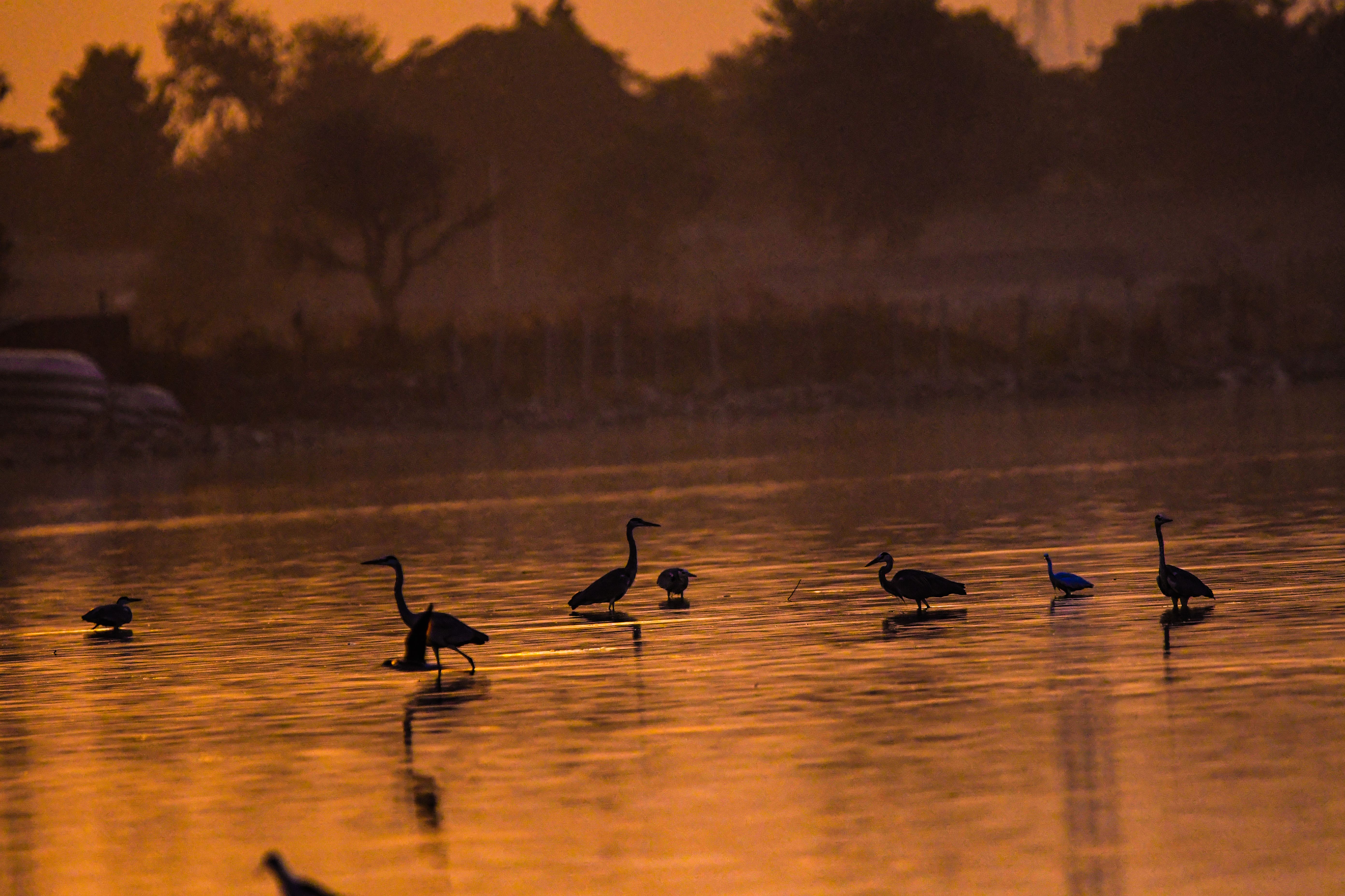 Serene Sunset Over Lake with Wading Birds · Free Stock Photo