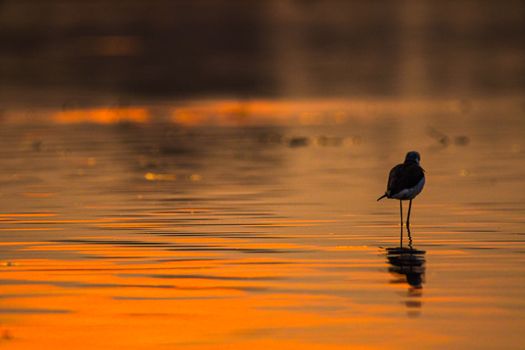 Tranquil silhouette of a bird wading in calm water at sunset, reflecting golden hues.