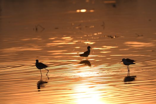 Captivating silhouette of birds wading in reflective golden water during a sunset.