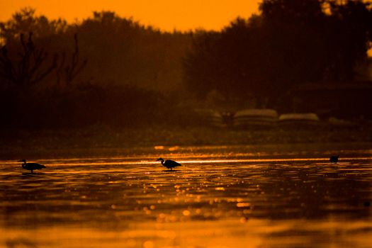Serene image of bird silhouettes wading on a lake during a vibrant orange sunset. Perfect tranquil nature scene.