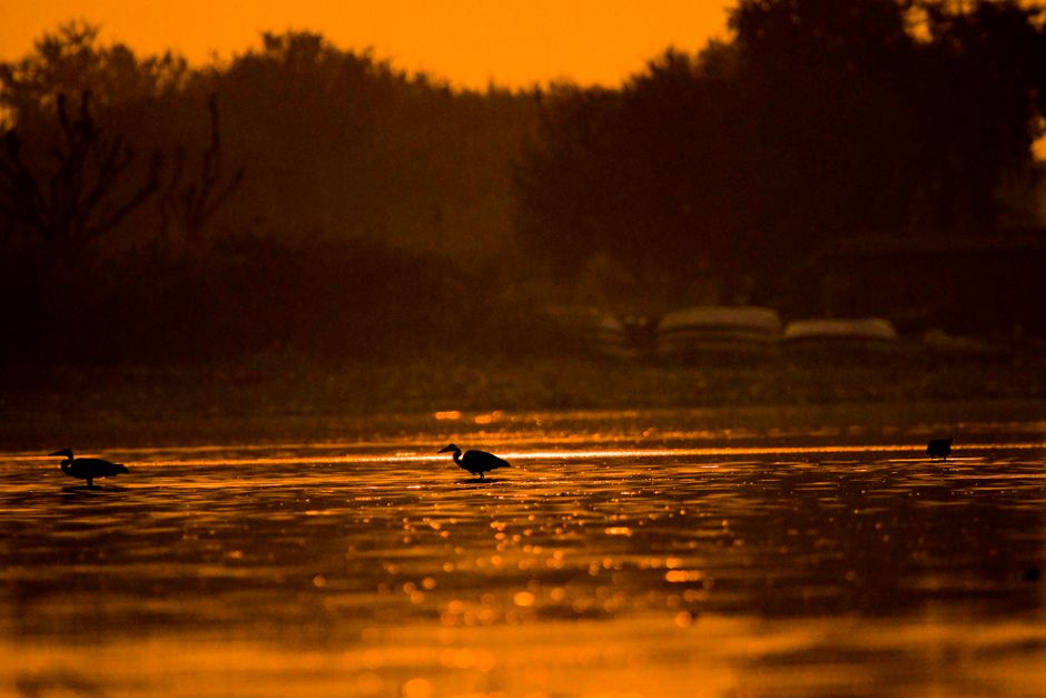 Serene image of bird silhouettes wading on a lake during a vibrant orange sunset. Perfect tranquil nature scene.