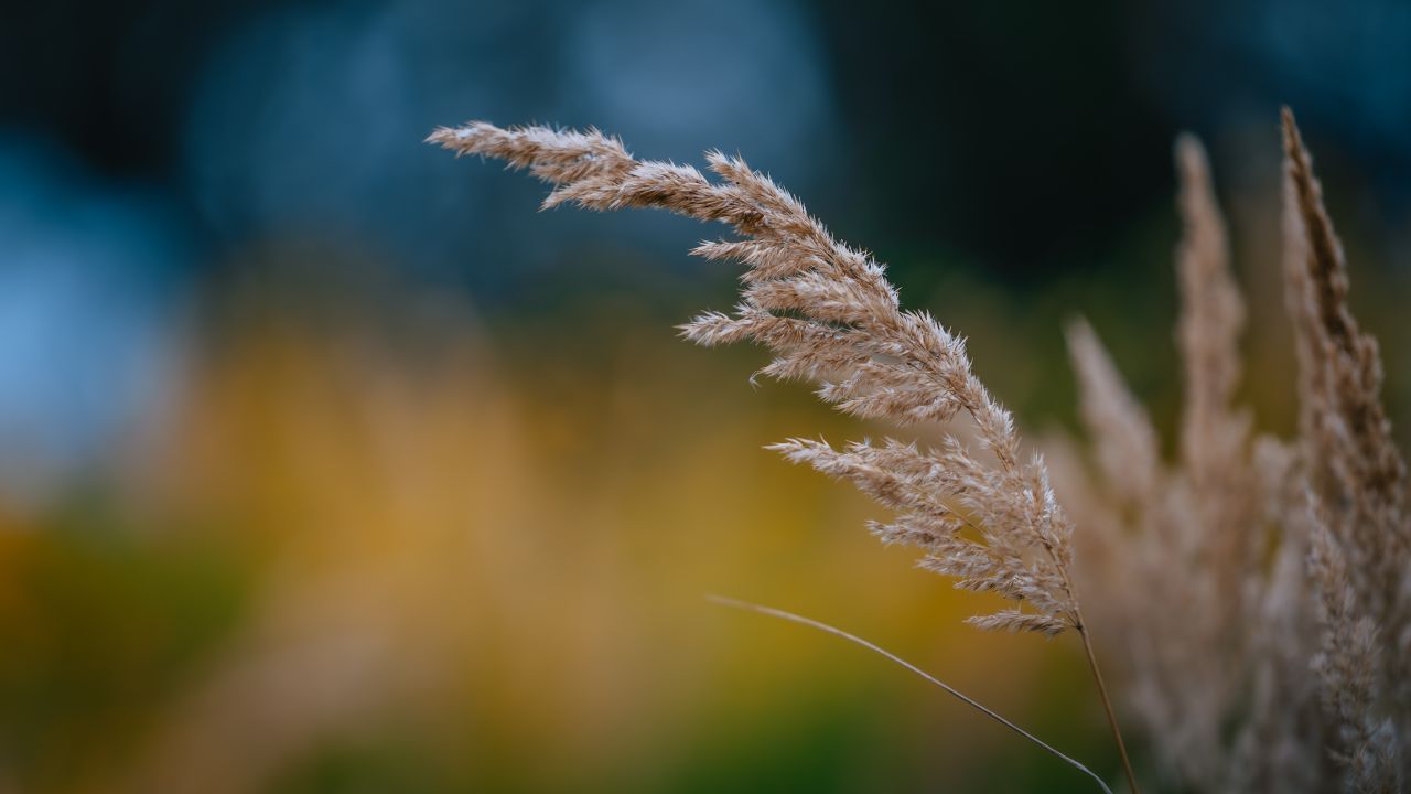 close up view of golden wheat against a blurred autumn background capt